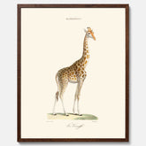 En poster som visar en färgillustration av en giraff ritad av den framstående konstnären Florent Prevos år 1850