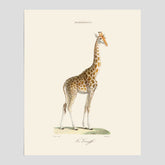 En poster som visar en färgillustration av en giraff ritad av den framstående konstnären Florent Prevos år 1851