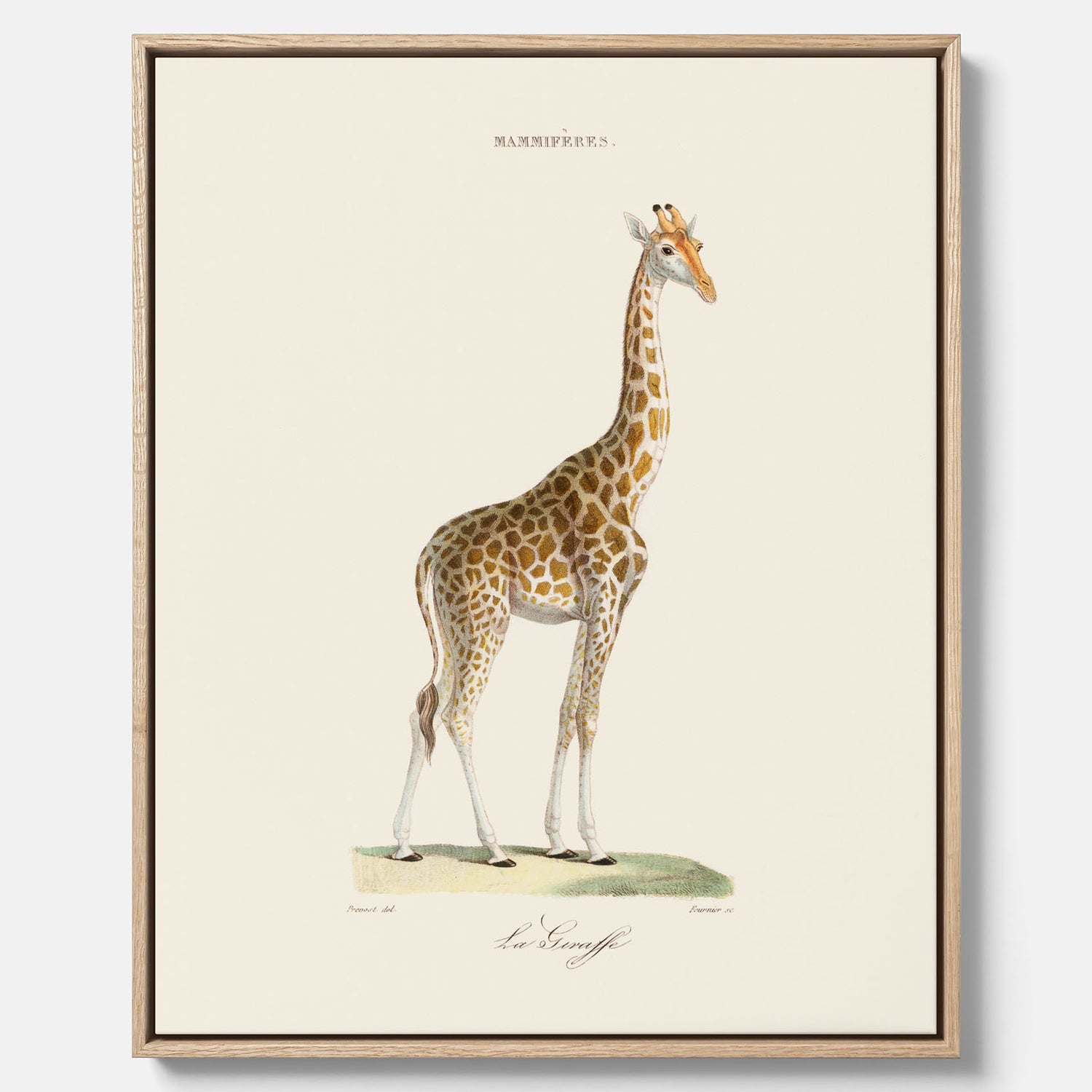 En canvasprint som visar en färgillustration av en giraff ritad av den framstående konstnären Florent Prevos år 1860