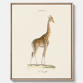 En canvasprint som visar en färgillustration av en giraff ritad av den framstående konstnären Florent Prevos år 1860
