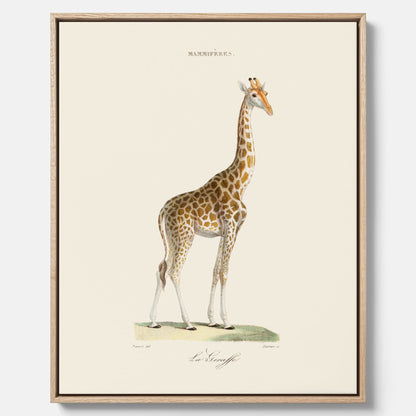 En canvasprint som visar en färgillustration av en giraff ritad av den framstående konstnären Florent Prevos år 1860