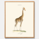 En poster som visar en färgillustration av en giraff ritad av den framstående konstnären Florent Prevos år 1852