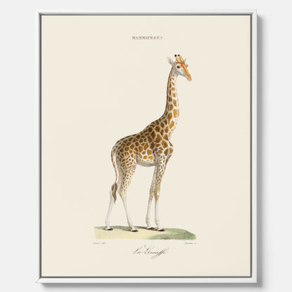 En canvasprint som visar en färgillustration av en giraff ritad av den framstående konstnären Florent Prevos år 1860