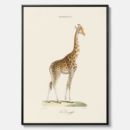 En canvasprint som visar en färgillustration av en giraff ritad av den framstående konstnären Florent Prevos år 1860
