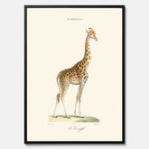En poster som visar en färgillustration av en giraff ritad av den framstående konstnären Florent Prevos år 1854
