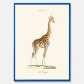 En poster som visar en färgillustration av en giraff ritad av den framstående konstnären Florent Prevos år 1855