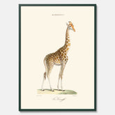 En poster som visar en färgillustration av en giraff ritad av den framstående konstnären Florent Prevos år 1857