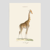 En poster som visar en färgillustration av en giraff ritad av den framstående konstnären Florent Prevos år 1859