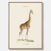 En canvasprint som visar en färgillustration av en giraff ritad av den framstående konstnären Florent Prevos år 1860