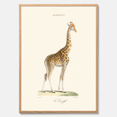 En poster som visar en färgillustration av en giraff ritad av den framstående konstnären Florent Prevos år 1860