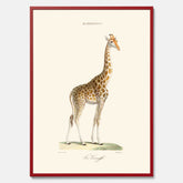 En poster som visar en färgillustration av en giraff ritad av den framstående konstnären Florent Prevos år 1863