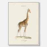 En canvasprint som visar en färgillustration av en giraff ritad av den framstående konstnären Florent Prevos år 1860