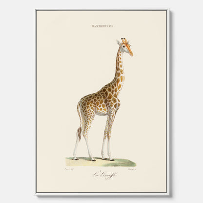 En canvasprint som visar en färgillustration av en giraff ritad av den framstående konstnären Florent Prevos år 1860