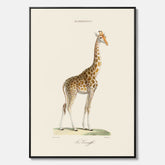 En canvasprint som visar en färgillustration av en giraff ritad av den framstående konstnären Florent Prevos år 1860