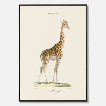 En canvasprint som visar en färgillustration av en giraff ritad av den framstående konstnären Florent Prevos år 1860