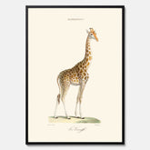 En poster som visar en färgillustration av en giraff ritad av den framstående konstnären Florent Prevos år 1866