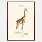 En poster som visar en färgillustration av en giraff ritad av den framstående konstnären Florent Prevos år 1868