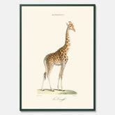 En poster som visar en färgillustration av en giraff ritad av den framstående konstnären Florent Prevos år 1869