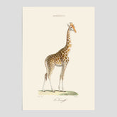 En poster som visar en färgillustration av en giraff ritad av den framstående konstnären Florent Prevos år 1871