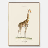 En canvasprint som visar en färgillustration av en giraff ritad av den framstående konstnären Florent Prevos år 1860
