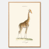En poster som visar en färgillustration av en giraff ritad av den framstående konstnären Florent Prevos år 1872