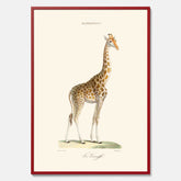En poster som visar en färgillustration av en giraff ritad av den framstående konstnären Florent Prevos år 1875