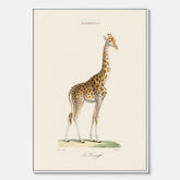 En canvasprint som visar en färgillustration av en giraff ritad av den framstående konstnären Florent Prevos år 1860