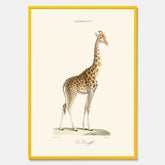 En poster som visar en färgillustration av en giraff ritad av den framstående konstnären Florent Prevos år 1877
