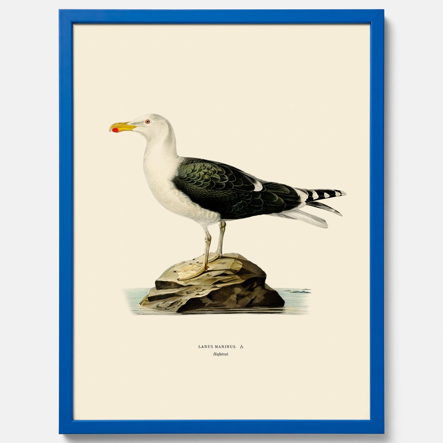 Vintageposter föreställande en havstrut, ritad av bröderna von Wright.