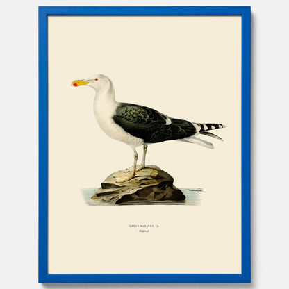 Vintageposter föreställande en havstrut, ritad av bröderna von Wright.