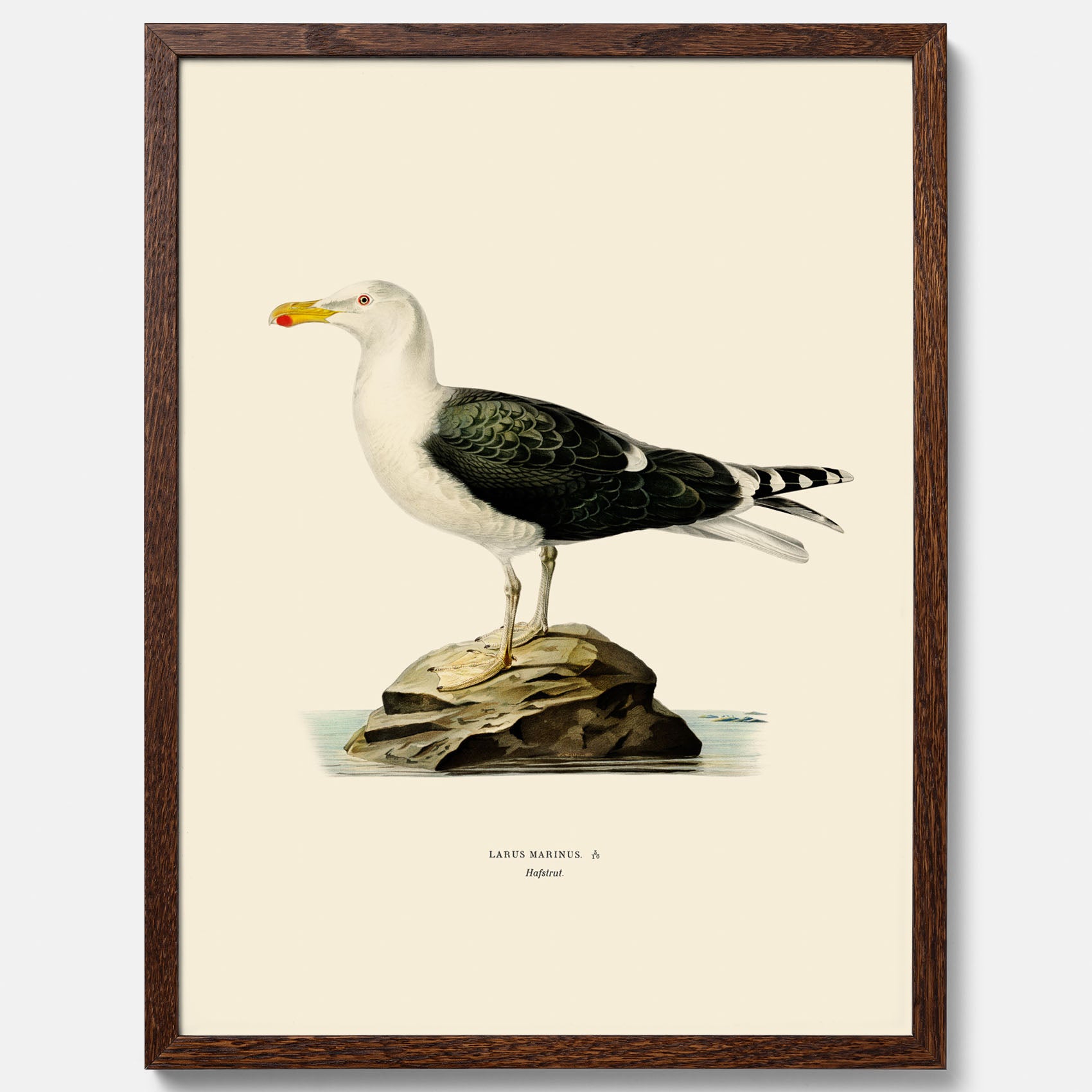 Vintageposter föreställande en havstrut, ritad av bröderna von Wright.