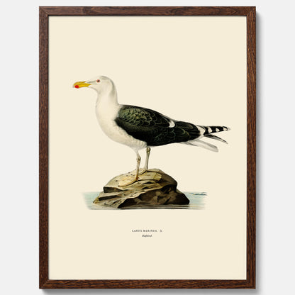 Vintageposter föreställande en havstrut, ritad av bröderna von Wright.