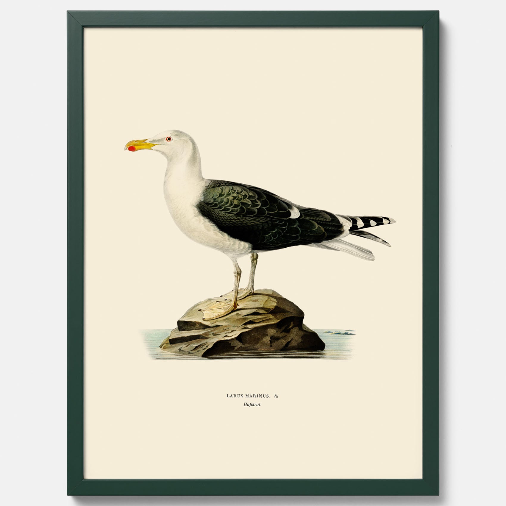 Vintageposter föreställande en havstrut, ritad av bröderna von Wright.