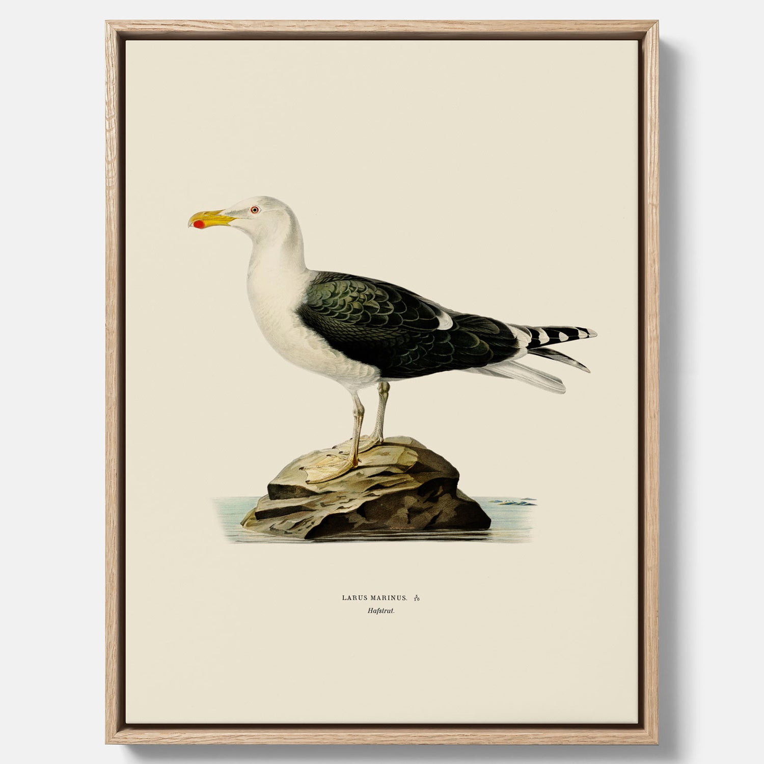 Vintageposter föreställande en havstrut, ritad av bröderna von Wright. Canvas