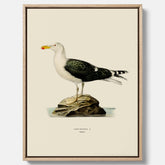 Vintageposter föreställande en havstrut, ritad av bröderna von Wright. Canvas
