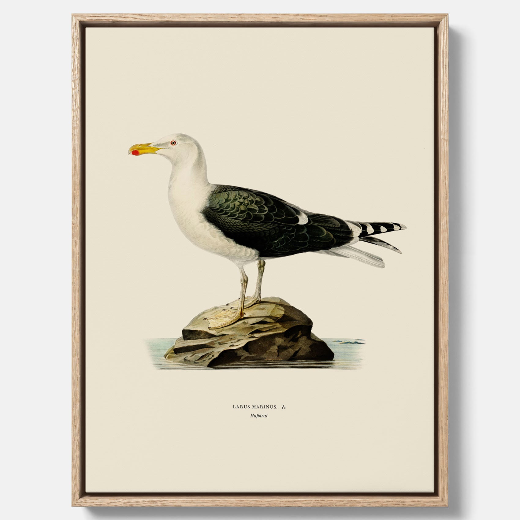 Vintageposter föreställande en havstrut, ritad av bröderna von Wright. Canvas