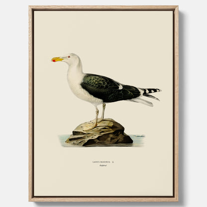 Vintageposter föreställande en havstrut, ritad av bröderna von Wright. Canvas