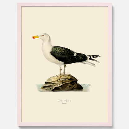 Vintageposter föreställande en havstrut, ritad av bröderna von Wright.