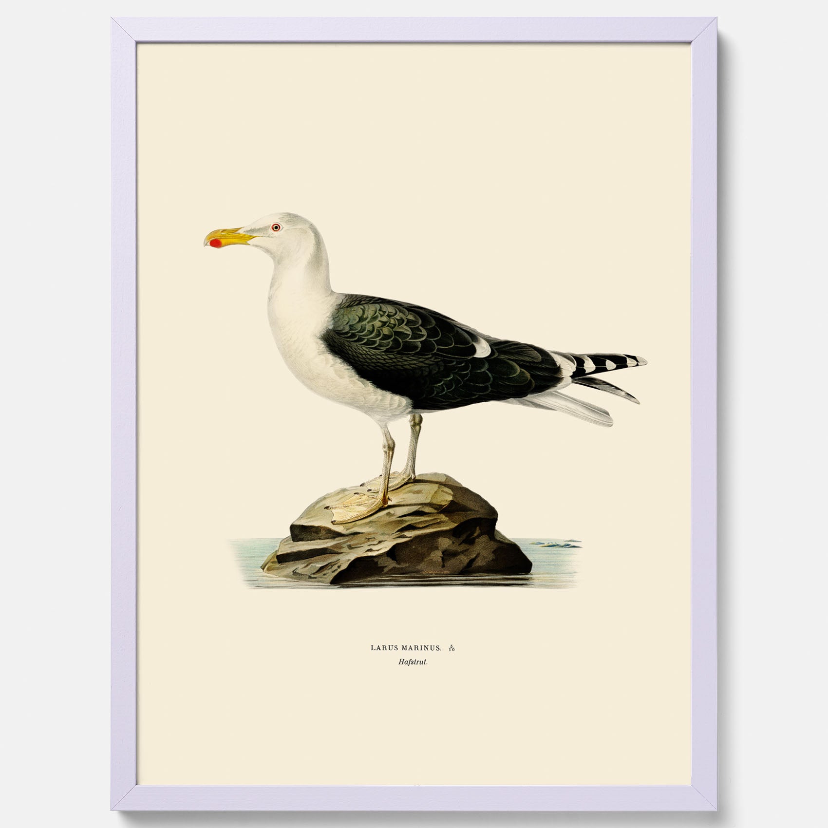 Vintageposter föreställande en havstrut, ritad av bröderna von Wright.