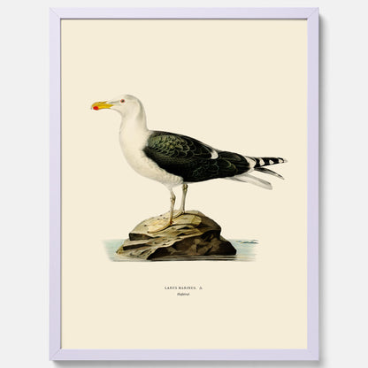 Vintageposter föreställande en havstrut, ritad av bröderna von Wright.