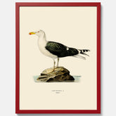 Vintageposter föreställande en havstrut, ritad av bröderna von Wright.