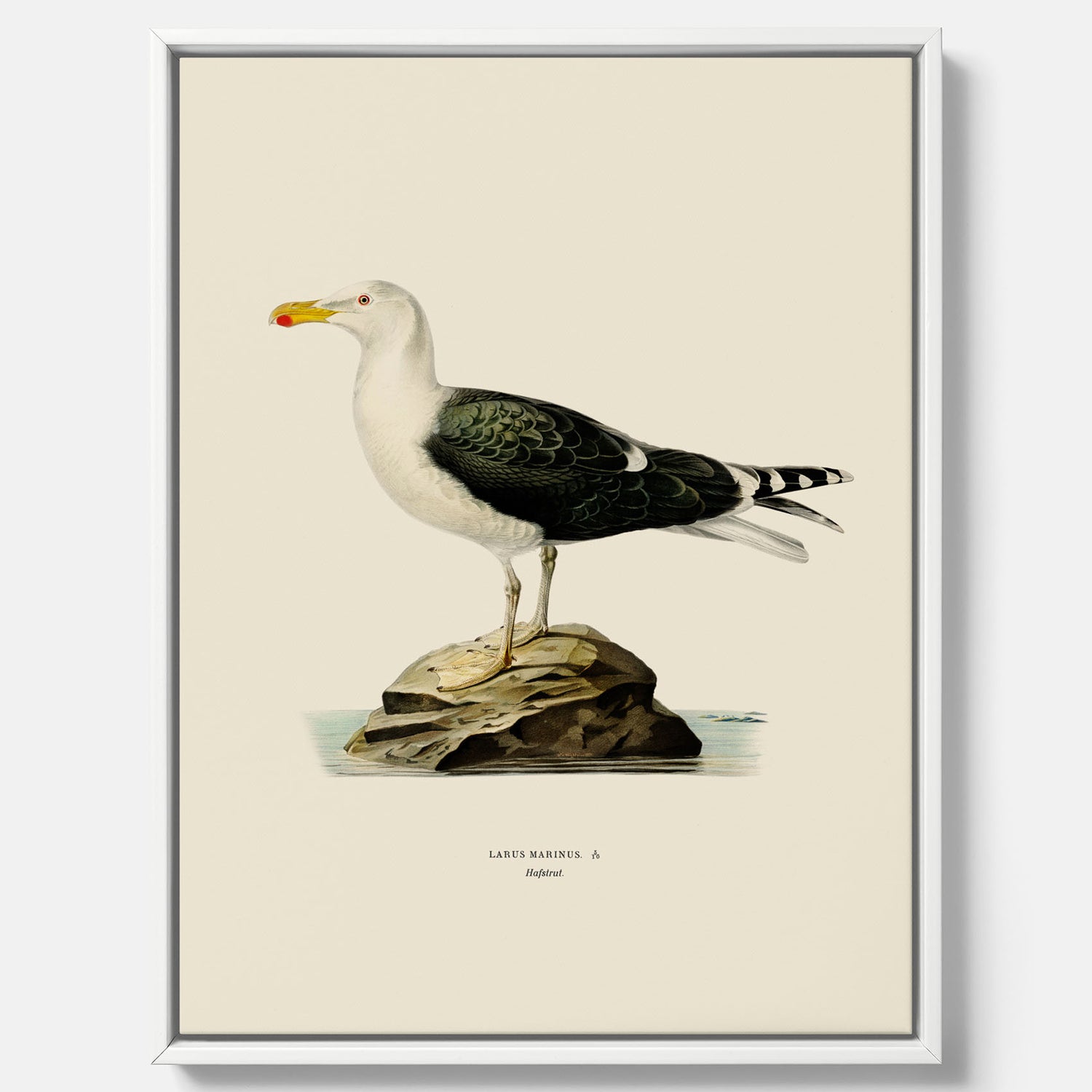Vintageposter föreställande en havstrut, ritad av bröderna von Wright. Canvas