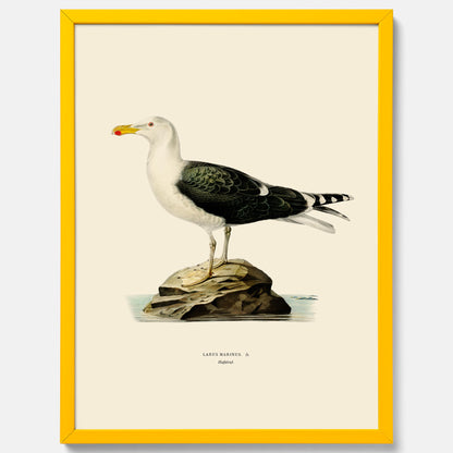Vintageposter föreställande en havstrut, ritad av bröderna von Wright.