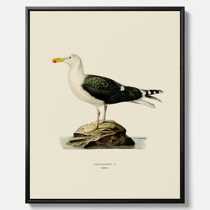 Vintageposter föreställande en havstrut, ritad av bröderna von Wright. Canvas