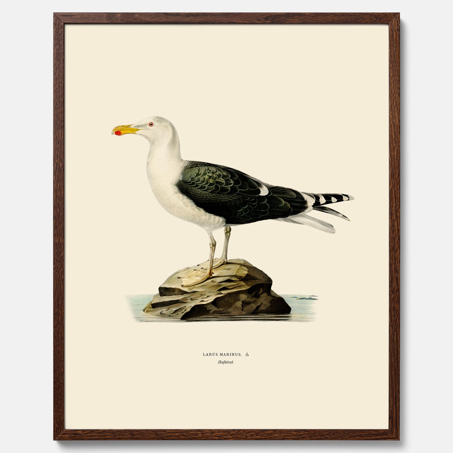 Vintageposter föreställande en havstrut, ritad av bröderna von Wright.