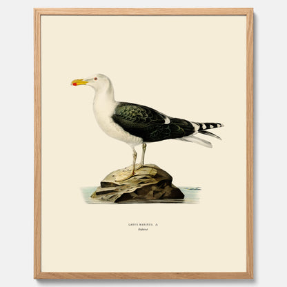 Vintageposter föreställande en havstrut, ritad av bröderna von Wright.