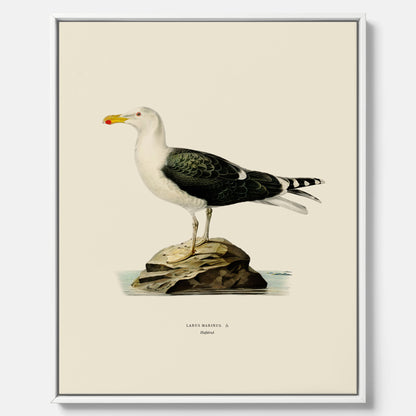 Vintageposter föreställande en havstrut, ritad av bröderna von Wright. Canvas