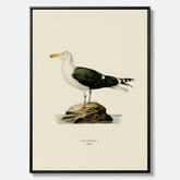 Vintageposter föreställande en havstrut, ritad av bröderna von Wright. Canvas