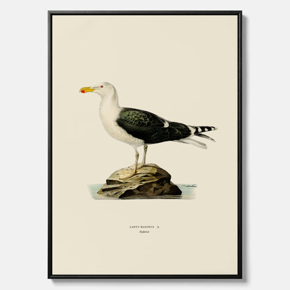 Vintageposter föreställande en havstrut, ritad av bröderna von Wright. Canvas