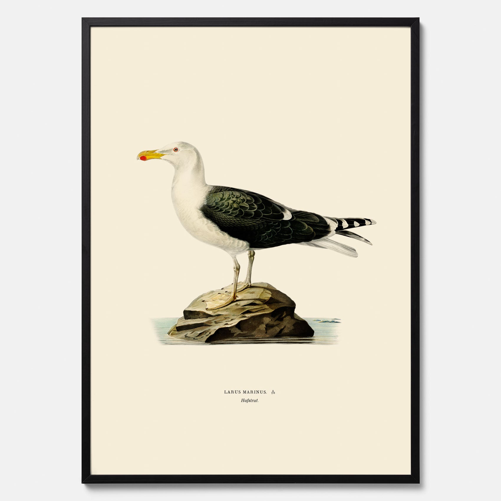 Vintageposter föreställande en havstrut, ritad av bröderna von Wright.